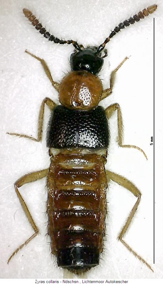 zyras_collaris_hab.jpg