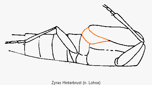 zyras_hinterbrust.gif